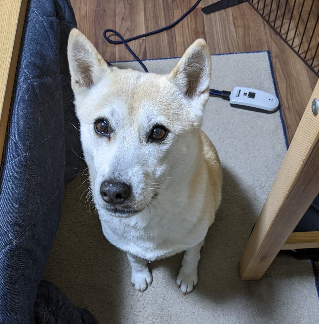 おうち時間で犬にも変化が コロナ禍がもたらしたショックなこと Esseonline エッセ オンライン おうち時間で犬にも変化が コロナ禍がもたらしたショックなこと Esseonline エッセ オンライン