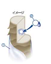 髪の外側も内側も保湿する新処方