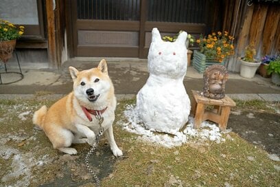 犬が支えてくれた冬の畑仕事。雪が降っても温もりを感じた