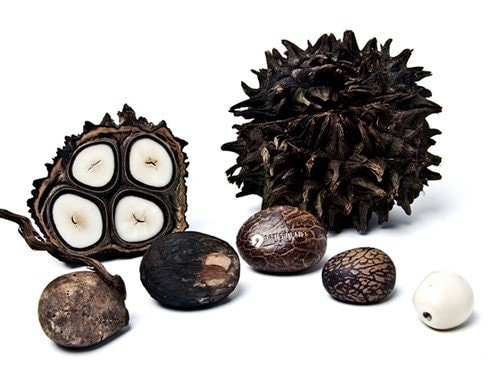 タグア(植物象牙)の実