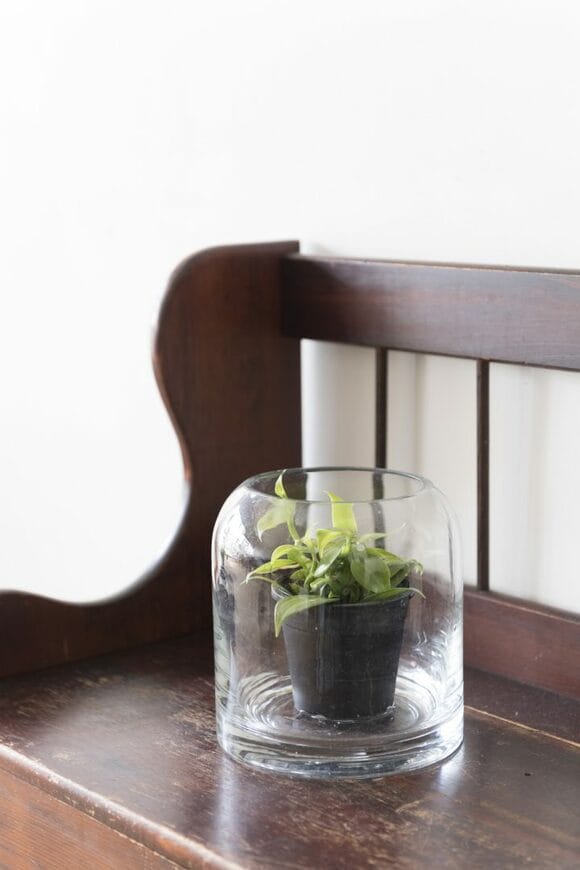 ガラスの鉢に植物を入れてテラリウムのように演出