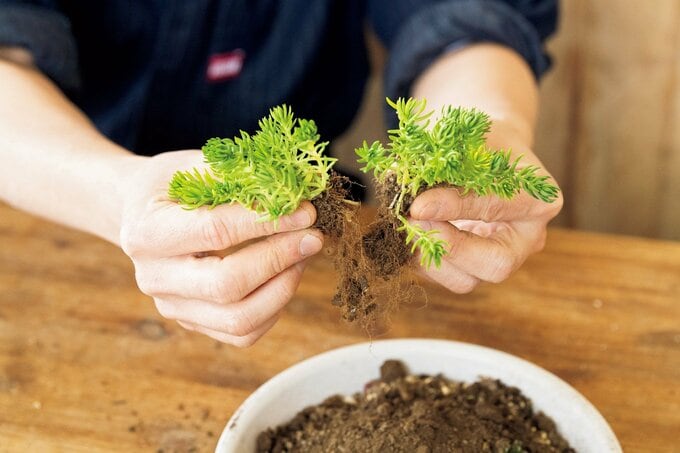株を小分けした多肉植物
