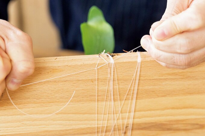 ビカクシダの根の巻き終わり