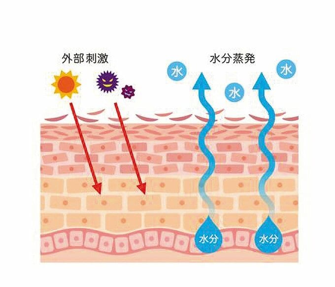 外部刺激によるダメージと水分の蒸発を示した肌の断面図