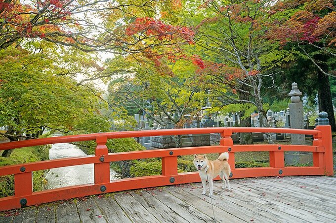 橋の上に犬