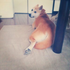 しり越しに視線を送るふうちゃん