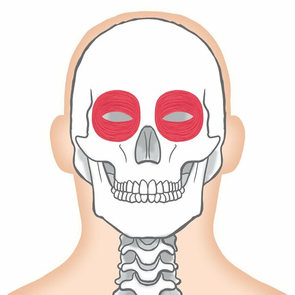眼輪筋イラスト