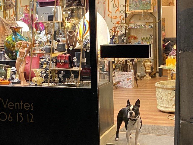 ショウウィンドウの犬