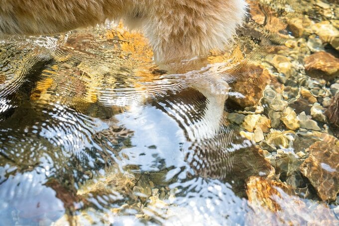 水に入っている犬の脚