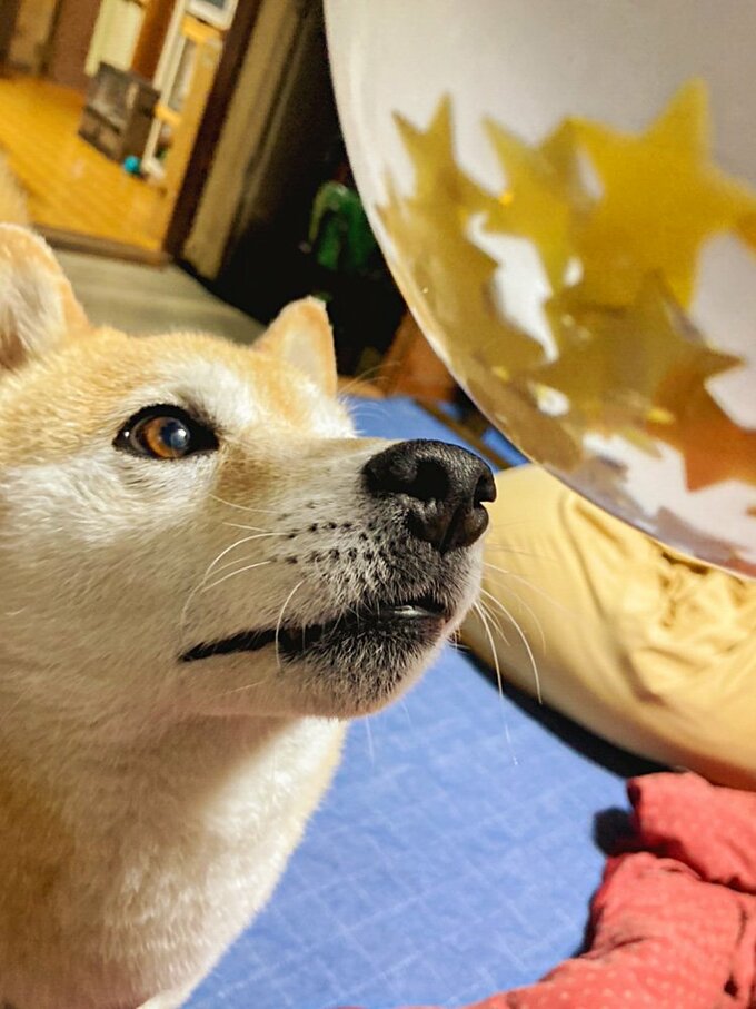 犬用ケーキでお祝いを 7歳のパーティーの風景 Inubot回覧板 Esseonline エッセ オンライン