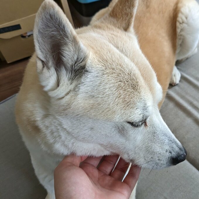 なでられる犬