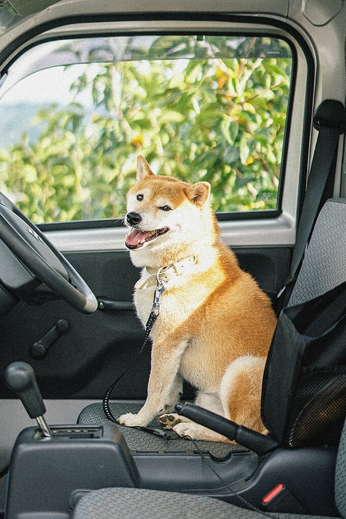 車のシートに犬