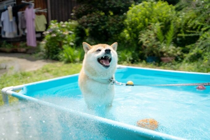 少しだけ歳をとった犬 今年も水遊びできてありがとう Inubot回覧板 Esseonline エッセ オンライン