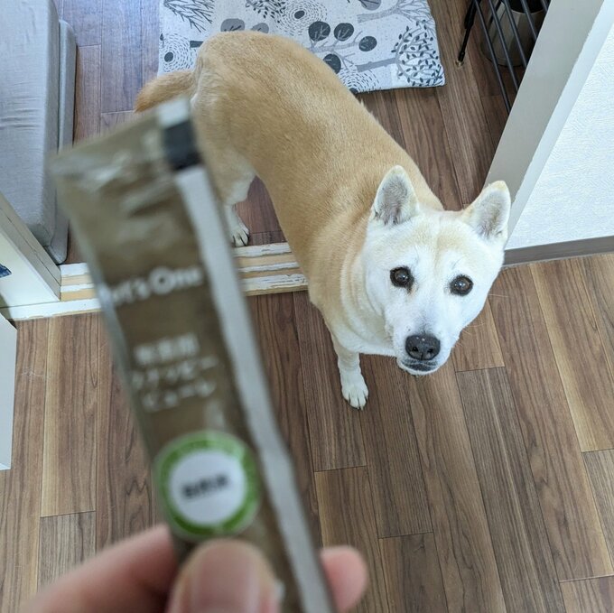 おやつを見つめるふうちゃん