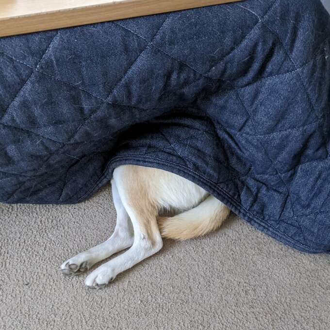 しっぽを出す犬