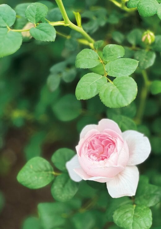 一輪のピンクの花