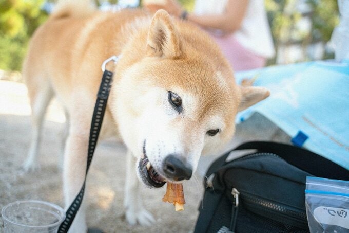 おいしそうに食べる犬