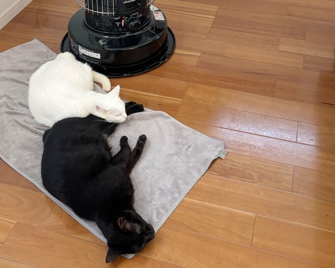 大掃除をやめたわが家。猫たちも定位置でのびのび