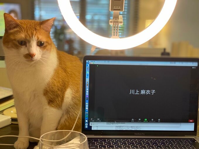 パソコン画面と猫