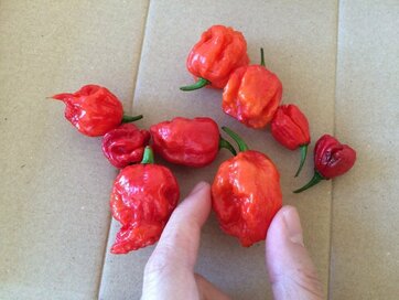 世界一辛い!?キャロライン・リーパーを使って調理してみた