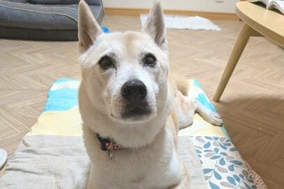 愛犬とともにペットタクシーで「引っ越し」。保護犬と過ごして約10年目で訪れた変化