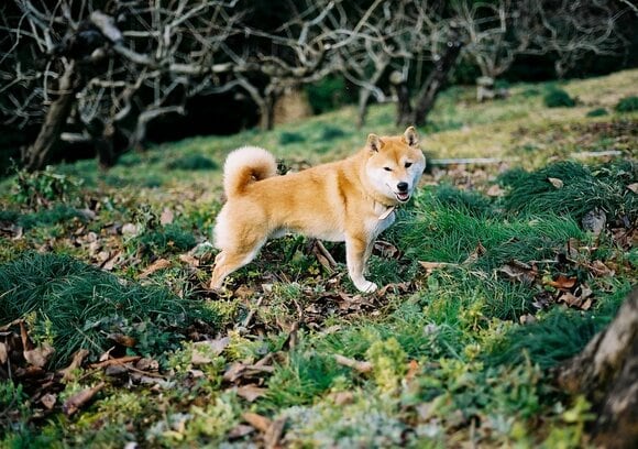 柴犬の男の子がわが家にやってきた!
