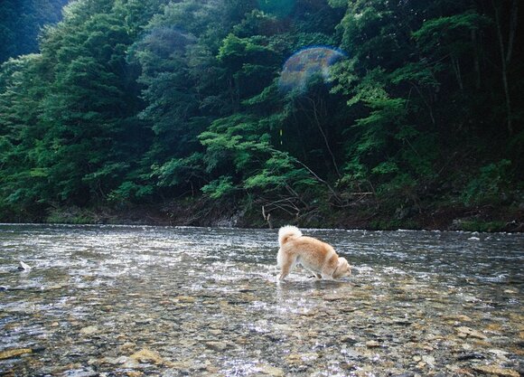 犬のことになるとすぐ心配になって考えすぎてしまう