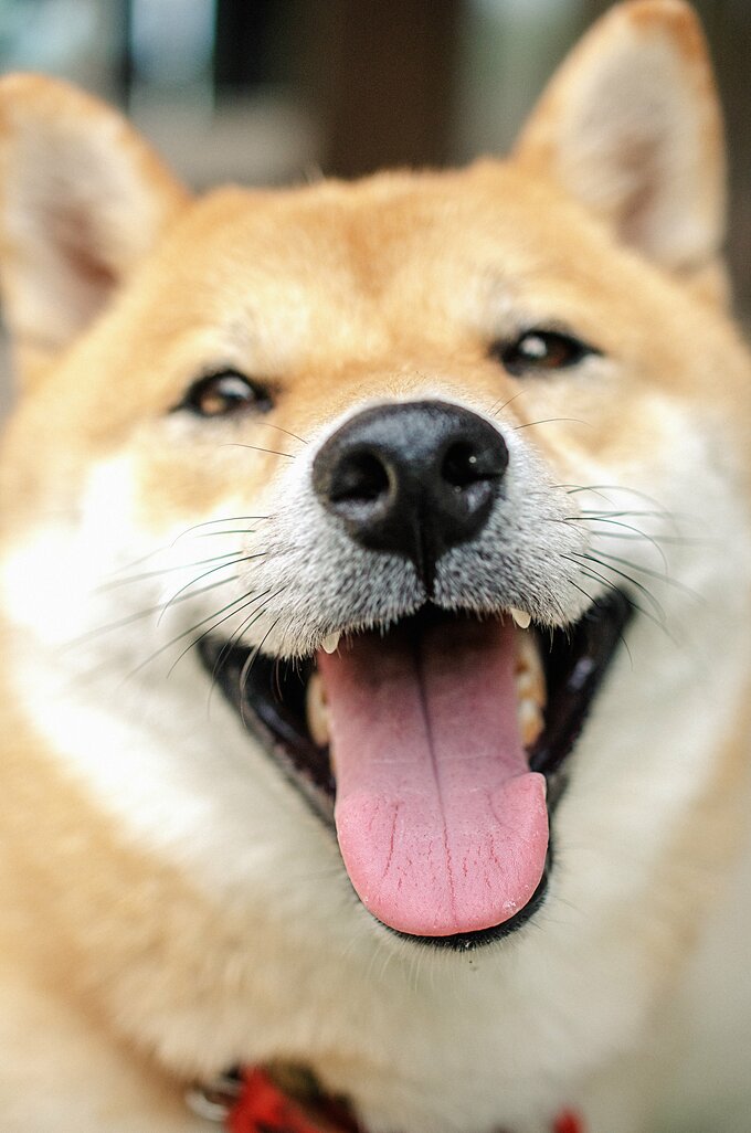 満面の笑みの犬