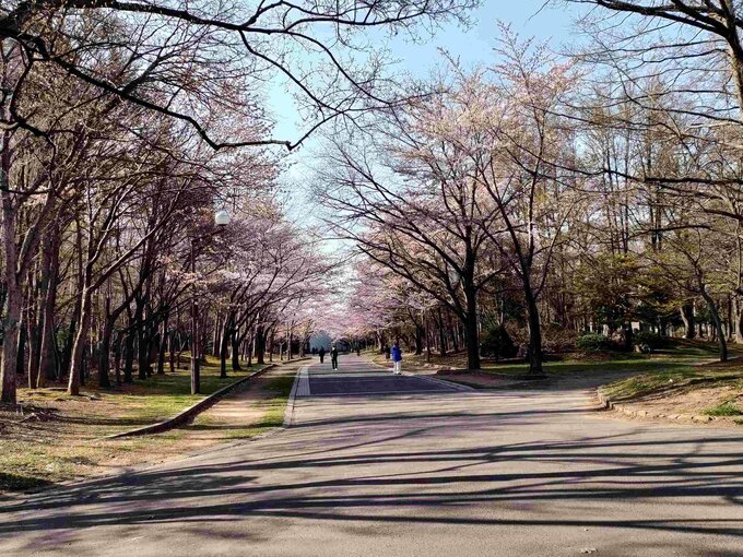 公園の桜並木