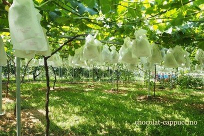 いよいよ収穫！おいしい 日本の農作物の秘密をリサーチ!!