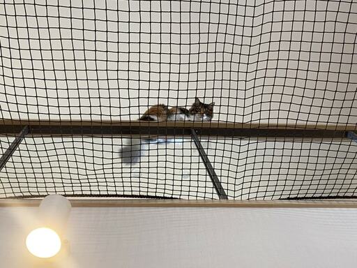 1階から見た2階のネコの様子