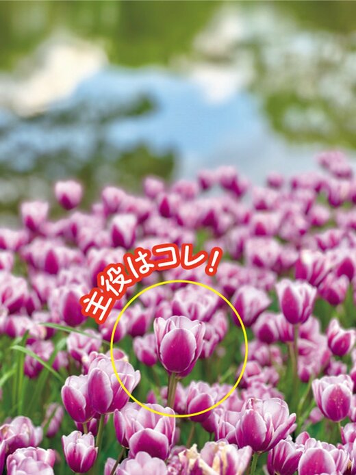 チューリップ畑