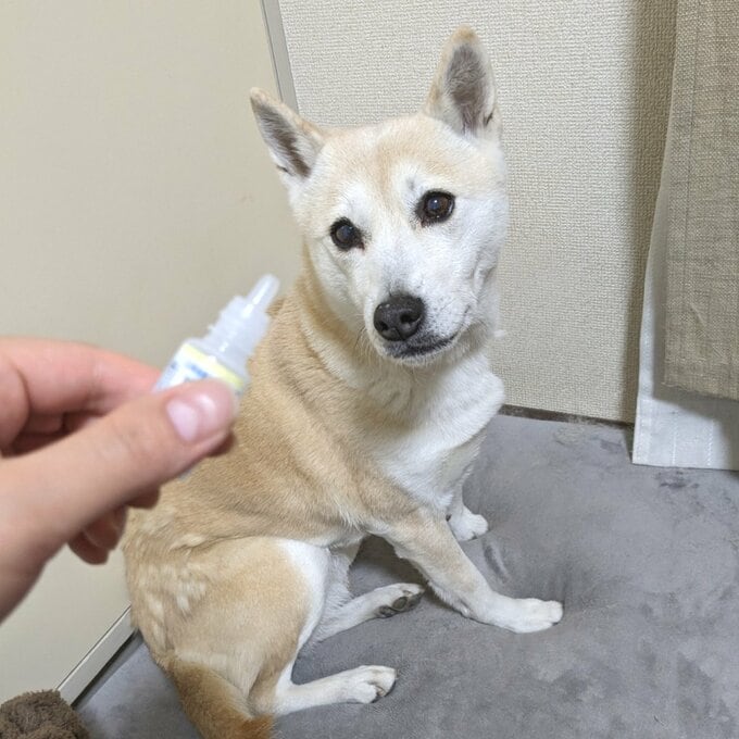 目薬を見つめる犬
