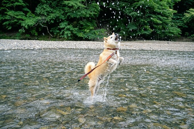 川のなかで遊ぶ柴犬