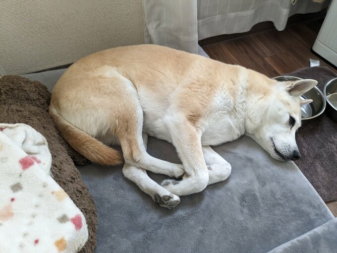 寝ている犬