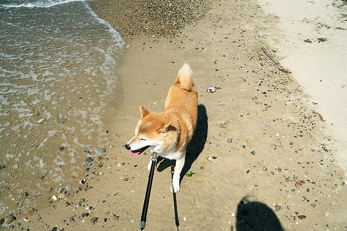 この日渚を駆け抜けている犬