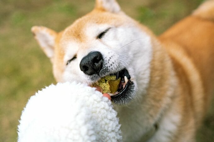おやつを食べる犬