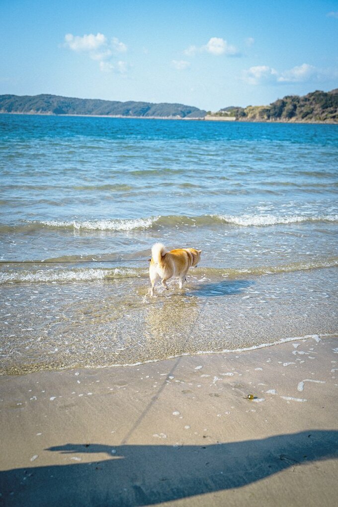 海辺を歩く犬
