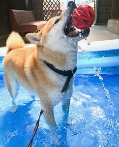 浮かぶボールをさらにすくい上げる→放す、という動作を繰り返し行っていた。