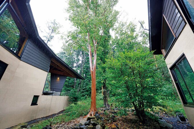 木を中心にして弧を描くような外観