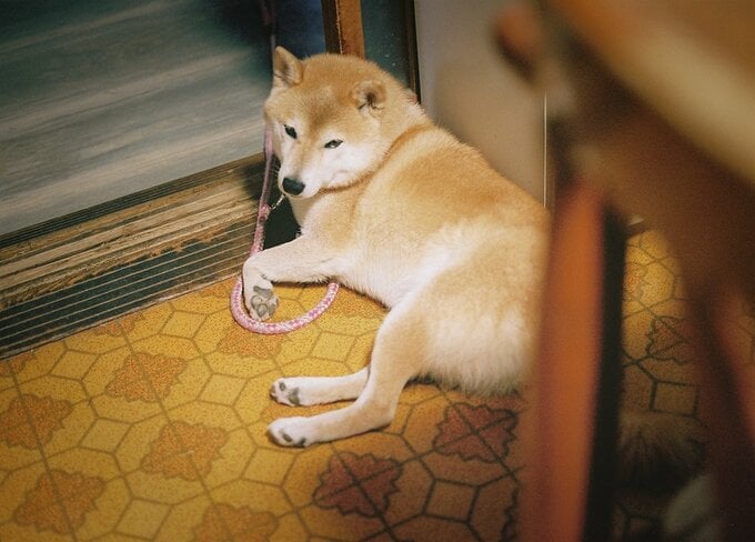 ごろーんと寝転んでいて、よかった