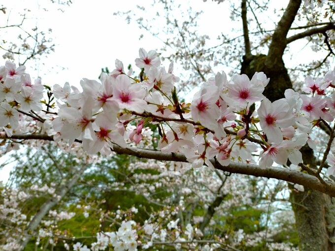 桜きれい