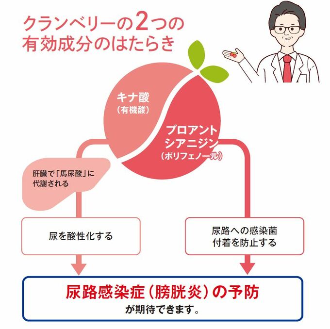 クランベリーの有効成分の働き