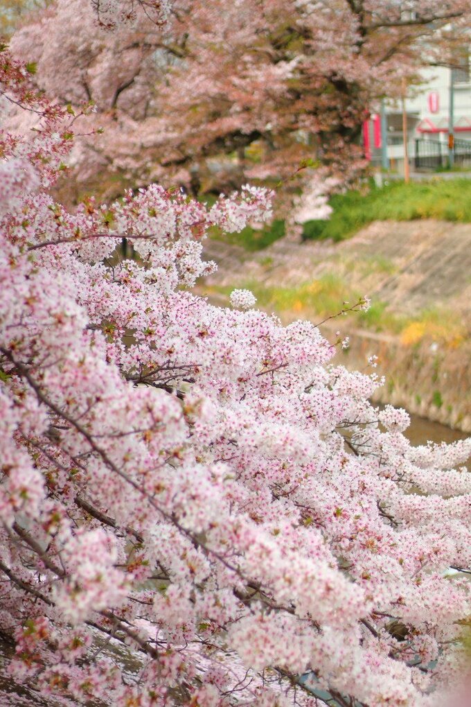 桜をきれいに撮るテクニック