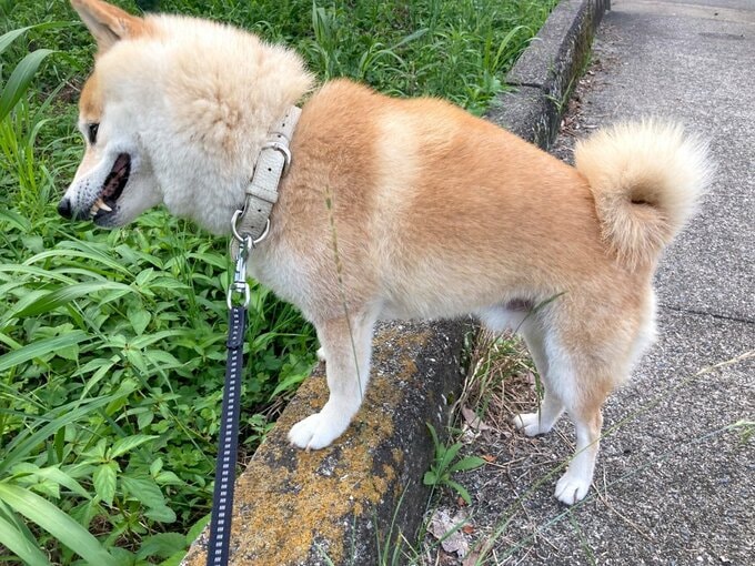 草と見つめる犬