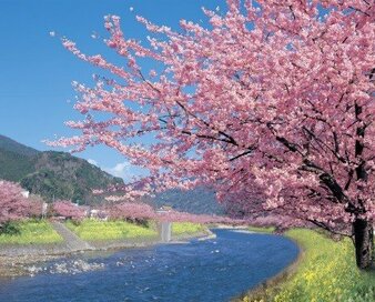 ＜参加者募集中＞伊豆の超人気スポット「河津桜」と絶景温泉を味わう旅