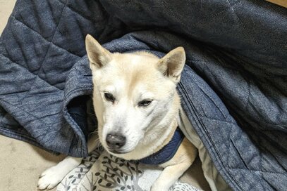 犬もこたつで丸くなる。電源がついてなくても中にいることが…