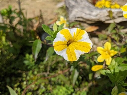 アプローチ脇であふれるように咲く花