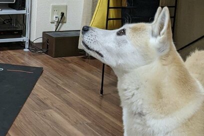 ワンコが主導のエクササイズ！？しんどいけれど、笑顔になれる理由