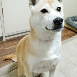 保護犬と暮らして8年。男性を怖がっていた犬が、夫に心を開いた日